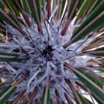 catalogo - apocynaceae