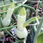 asclepiadaceae