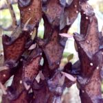 asclepiadaceae