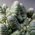 crassulaceae