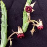 asclepiadaceae