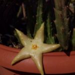asclepiadaceae