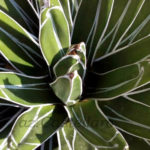 catalogo agavaceae