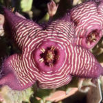 catalogo - asclepiadaceae