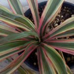catalogo - asparagaceae