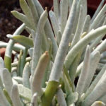 asteraceae