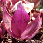 commelinaceae
