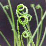asparagaceae