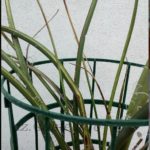agavaceae
