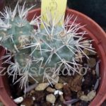 cactaceae