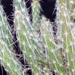 cactaceae
