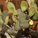 cactaceae