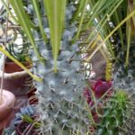 apocynaceae