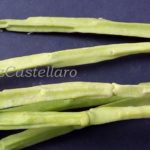 cactaceae