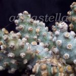 cactaceae
