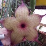 asclepiadaceae