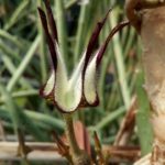 Ceropegia stapeliiformis fiore
